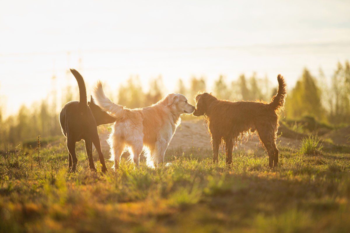 dog