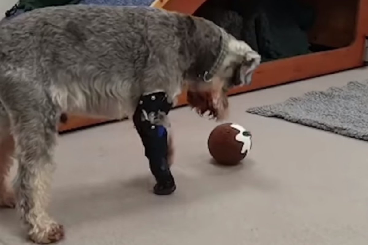 Három lábú schnauzer 3 (1)