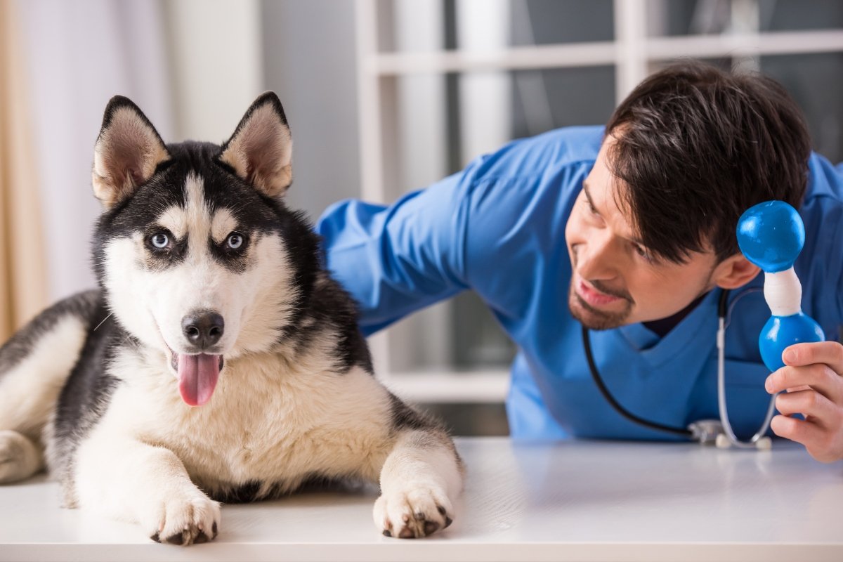 husky állatorvos borító