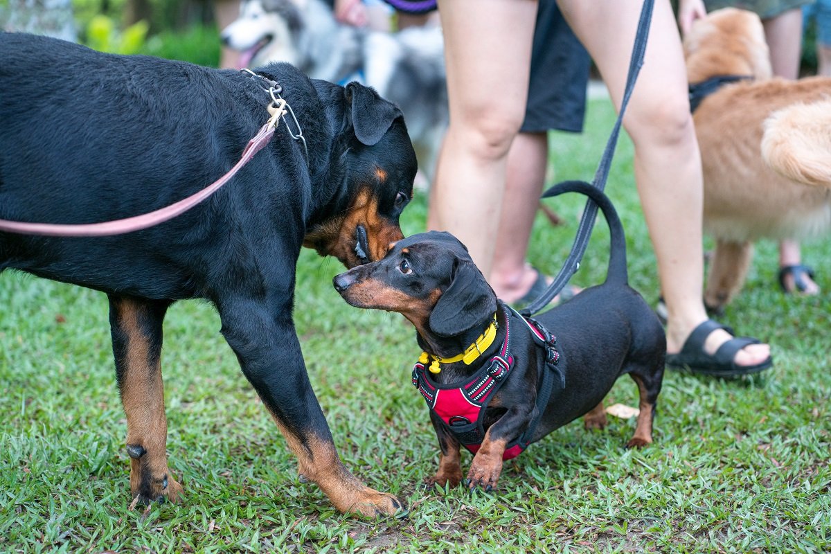 Dogs greeting one another in a park.