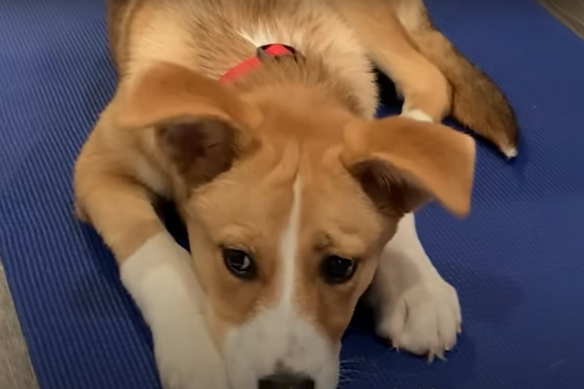 örökbefogadott kutya Lucy (1)