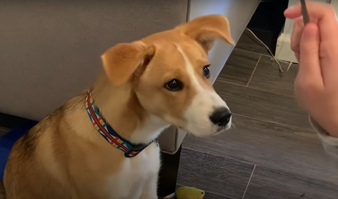 örökbefogadott kutya Lucy 2