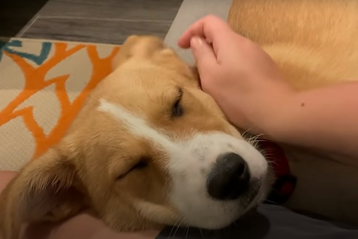örökbefogadott kutya Lucy 3 (1)
