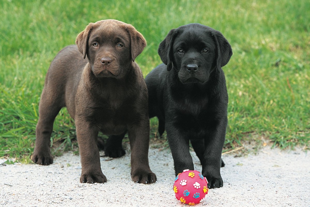 Royal Canin labrador kölykök