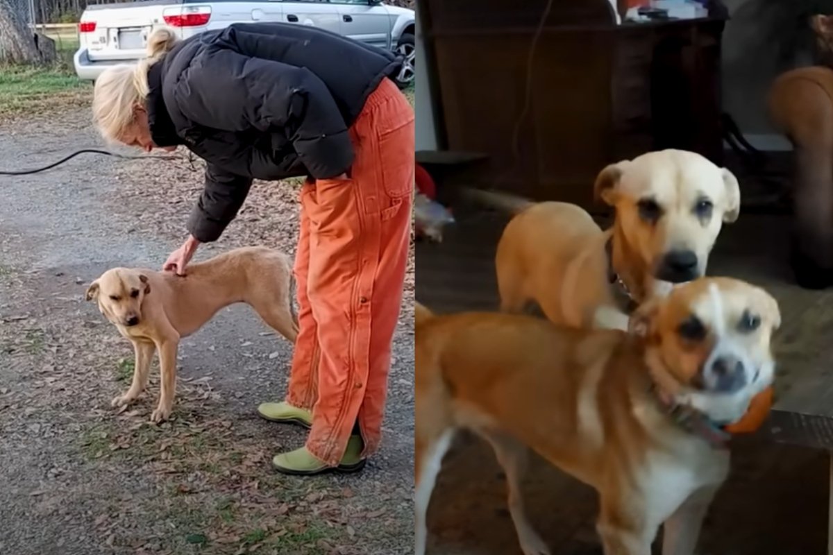 kóbor winnie csontsovány
