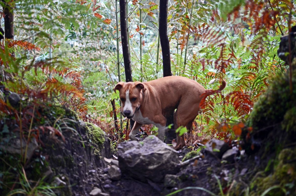Brown dog in forest, Asturias