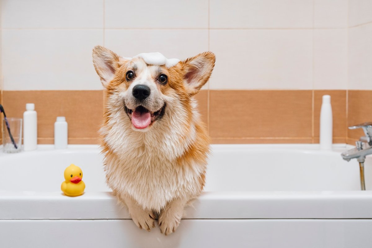 corgi fürdés fürdetés borító