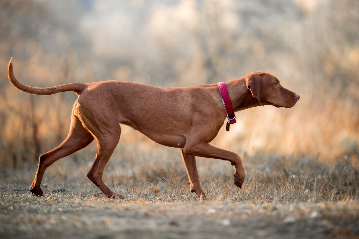 vizsla vadász vadmegállás