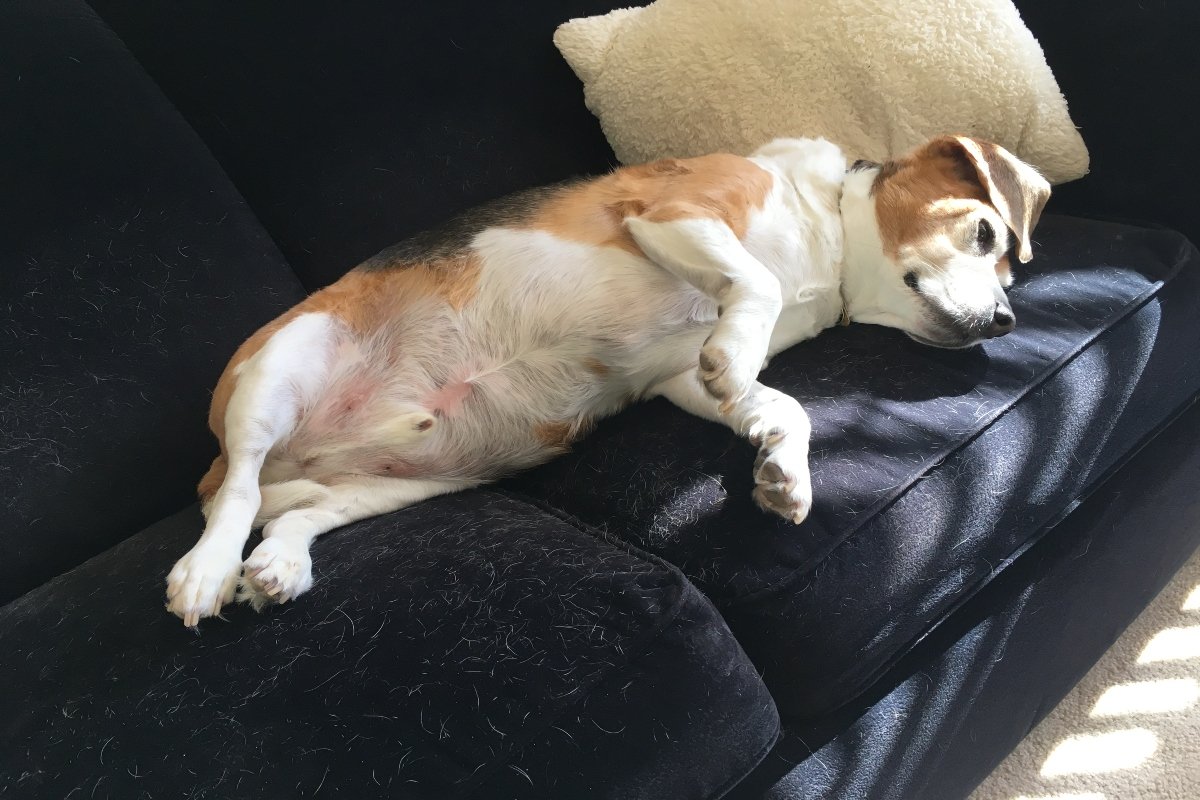 elhízott kövér beagle