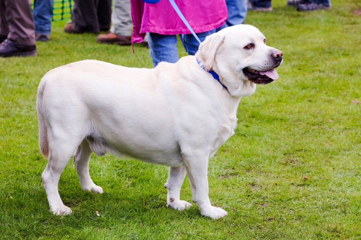 elhízott kövér labrador