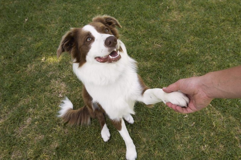A border collie, ha nem kap feladatot, keres magának 