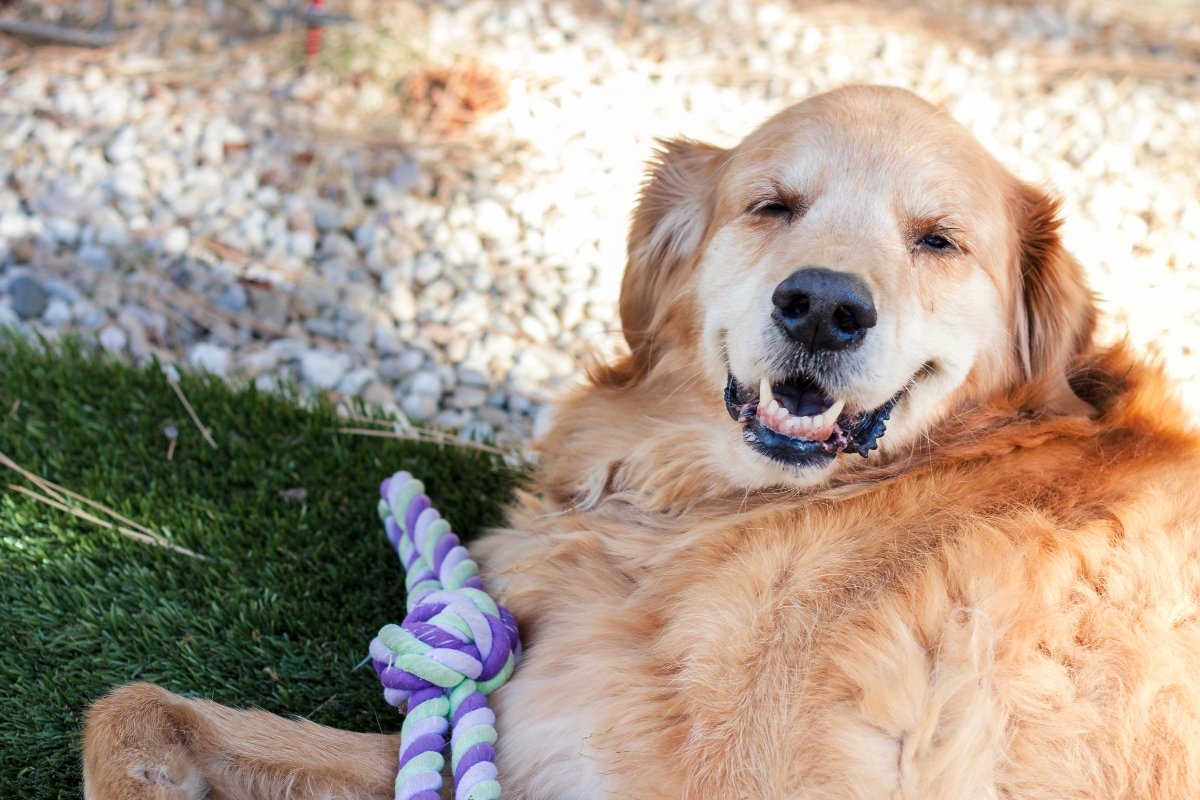 elhízott kövér golden retriever