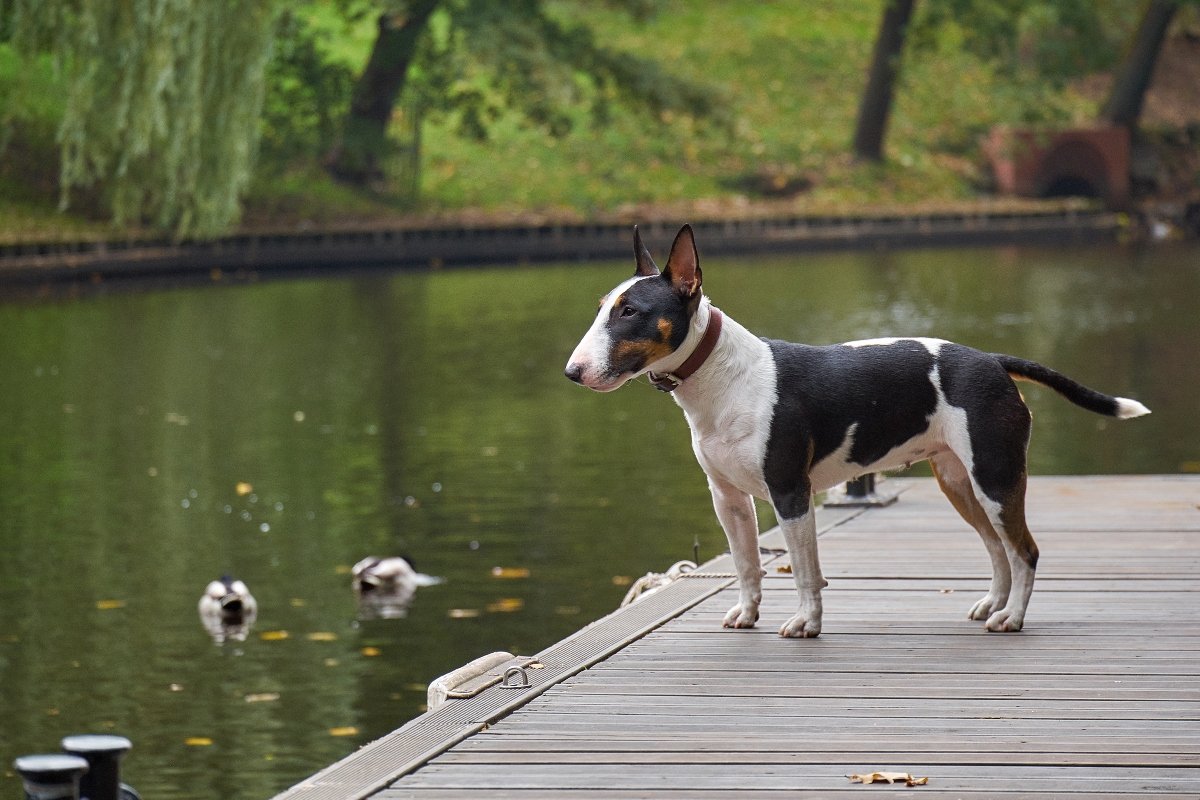 bullterrier tó