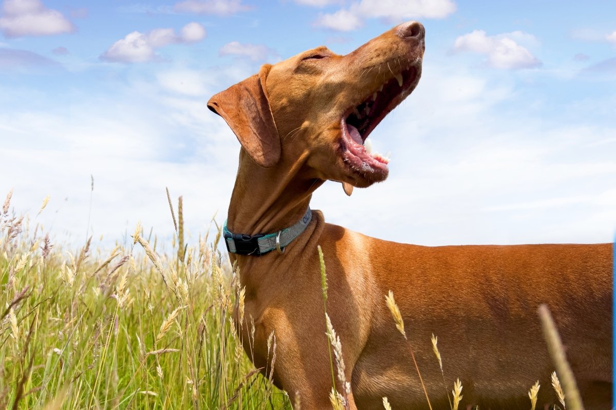 magyar vizsla séta mező toklász fáj nyüszít ugat borító