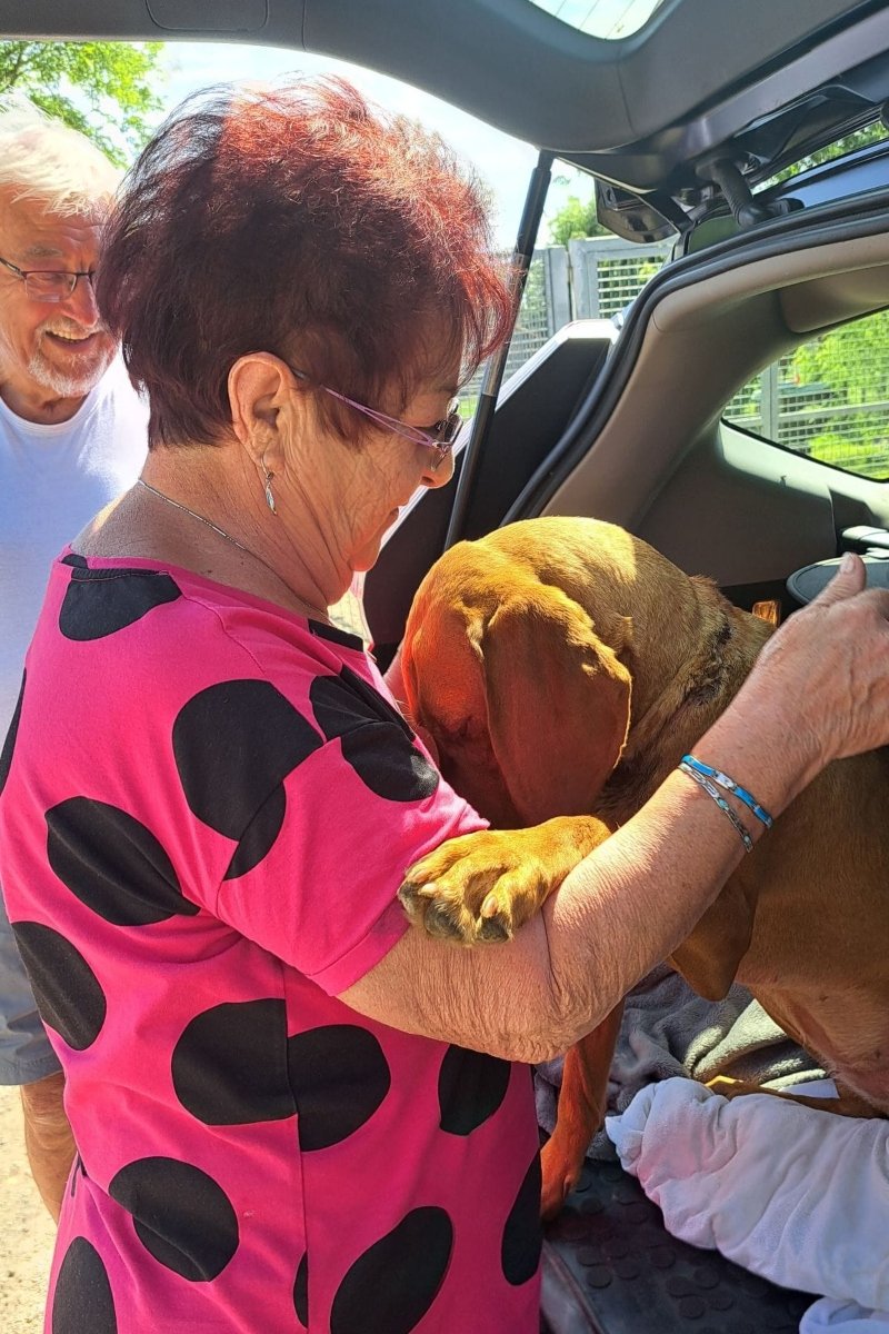 megkerült vizsla Boni 2 (1)