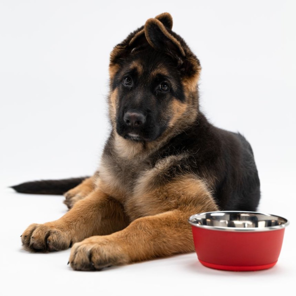 Royal Canin kölyök németjuhász