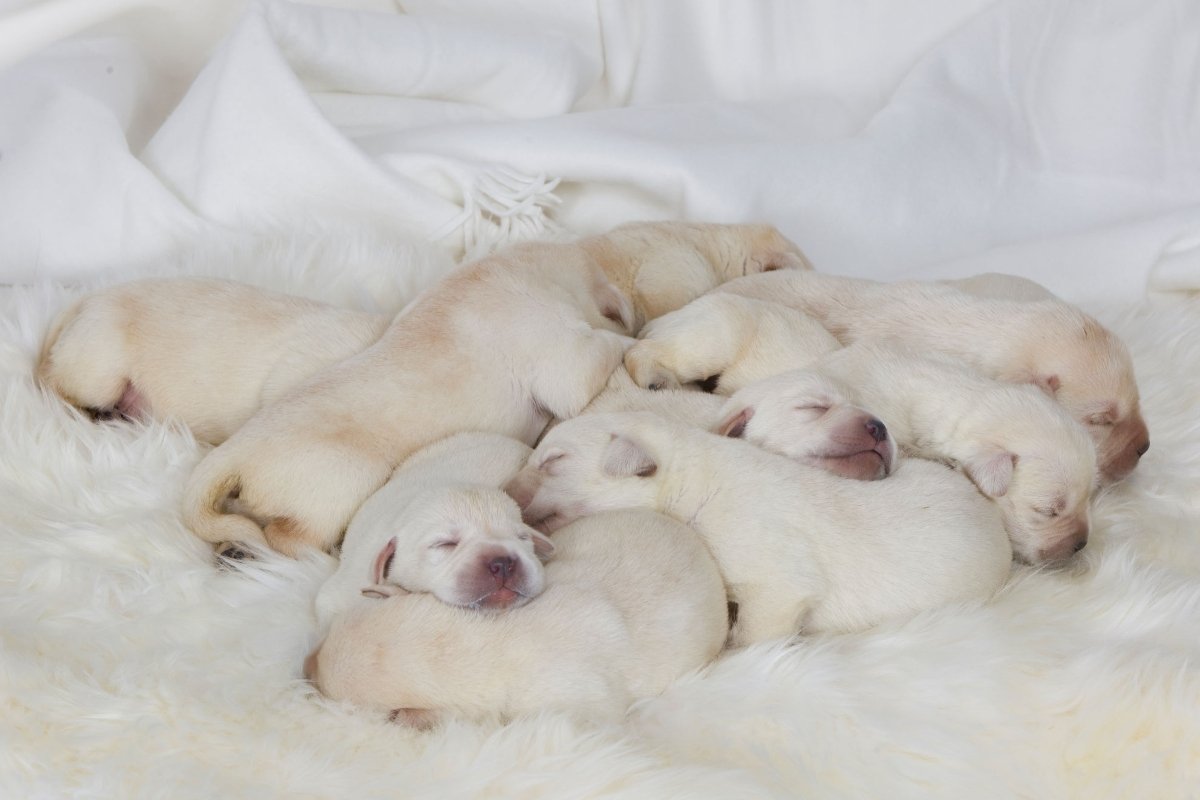 Royal Canin labrador alom