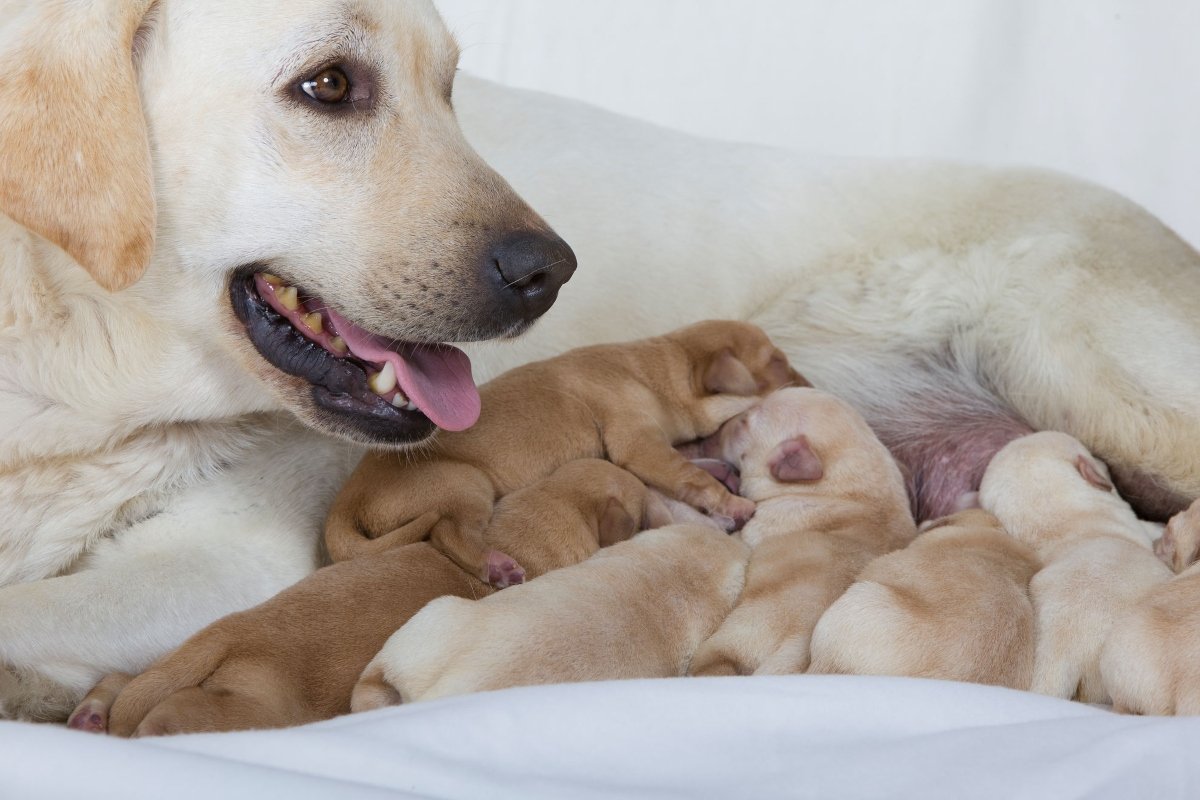 Royal Canin labrador mama kölykök