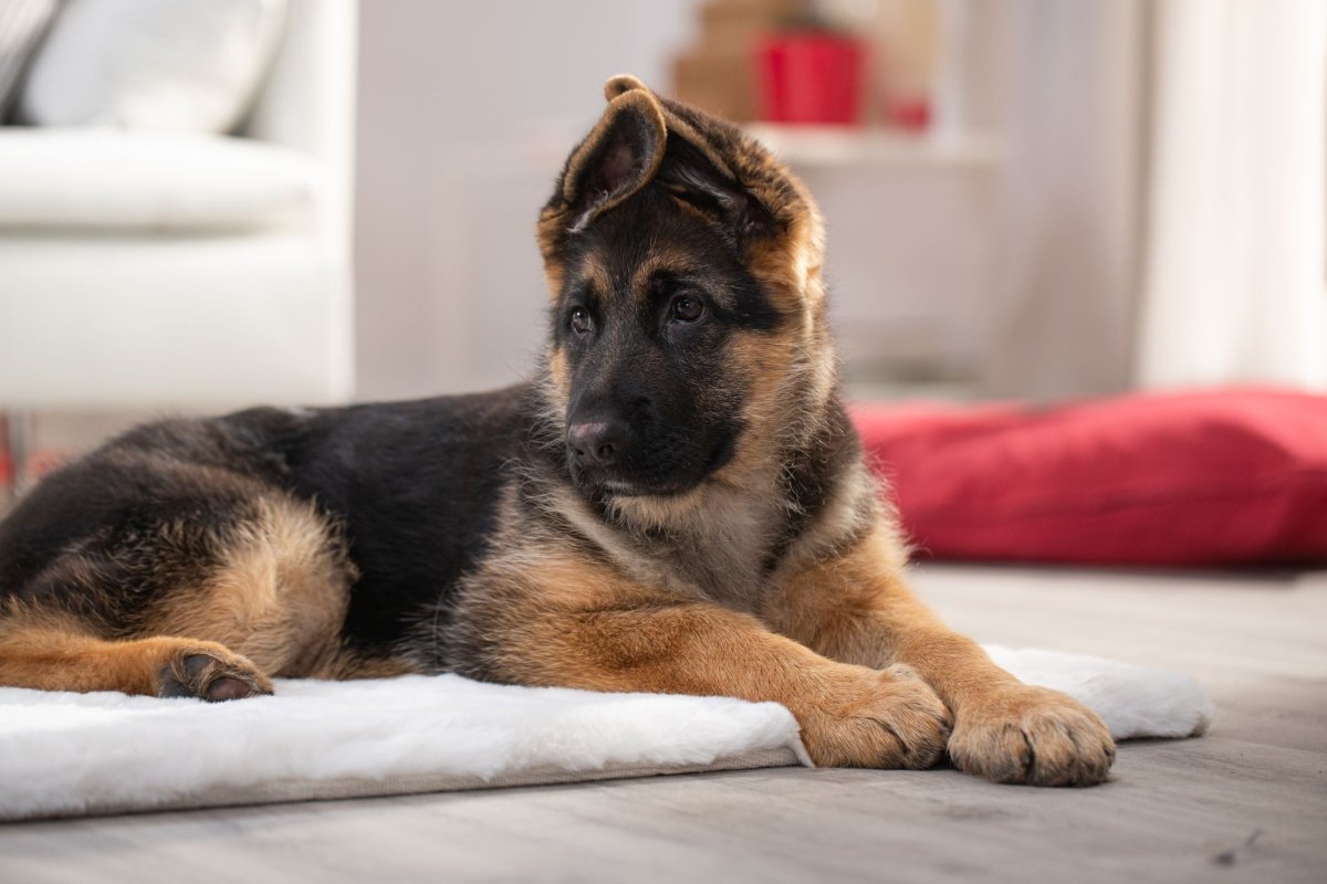 Royal Canin németjuhász kölyök
