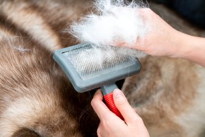 A photo of a brown Siberian Husky, shedding, laying on a carpet as his master brush off the fallen fur. With a converter for grooming ideas and grooming regularly for the health of the dog.