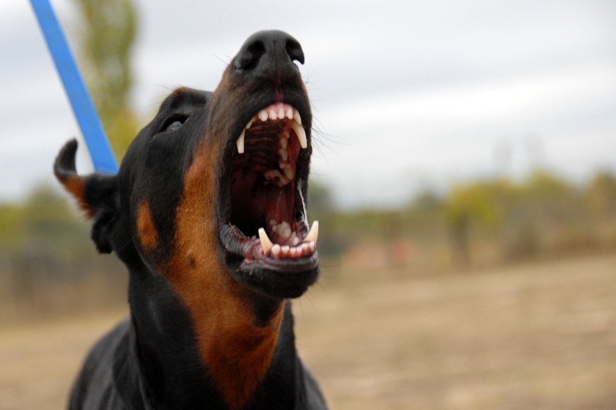 agresszív harap támad fogak dobermann borító
