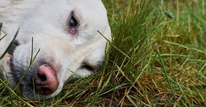 2023_07_beteg-fuben-szomoru-fekszik-labrador-fb-1024x535.jpg