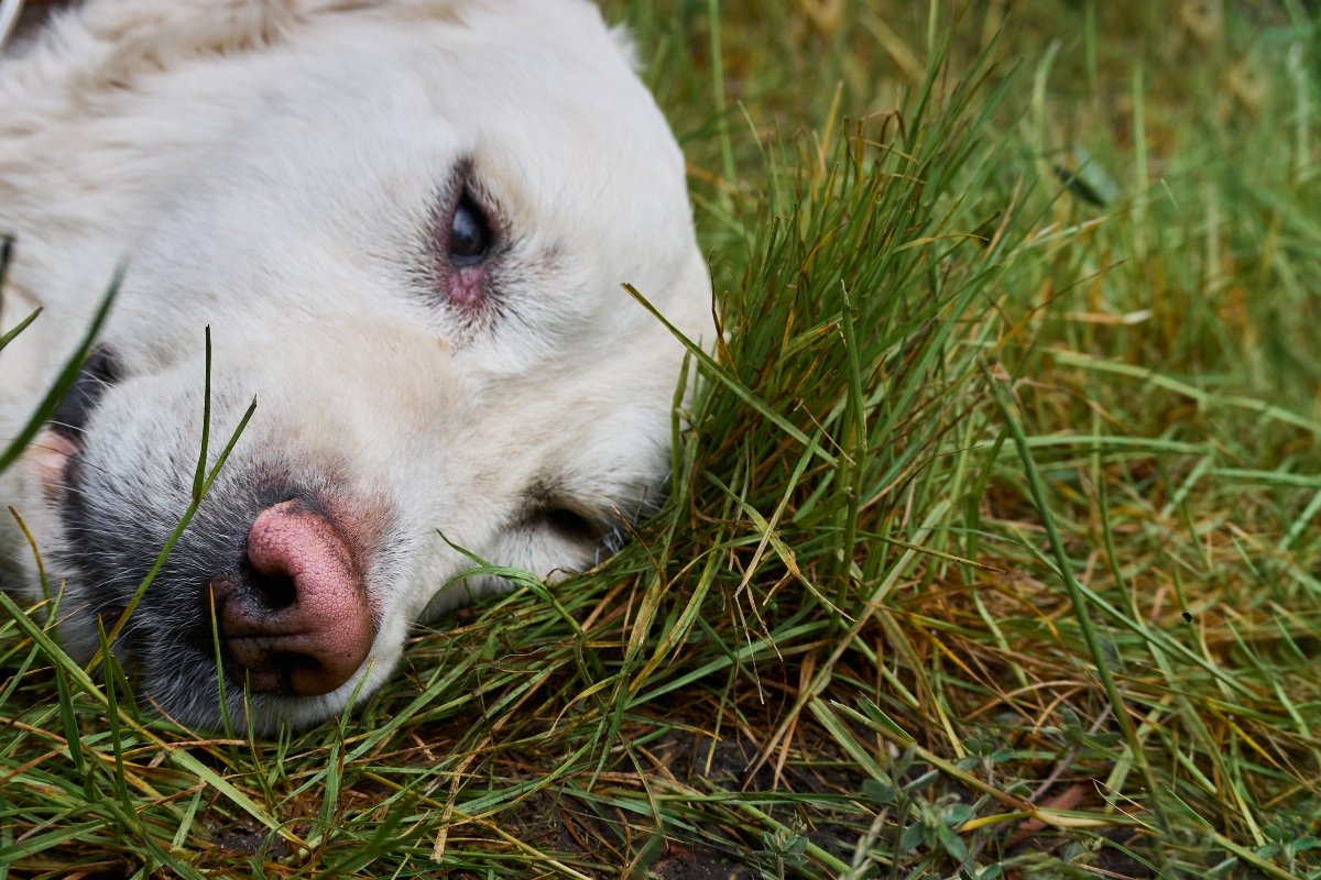 golden retriever beteg baleset rosszul szomorú fekszik kert fű borító