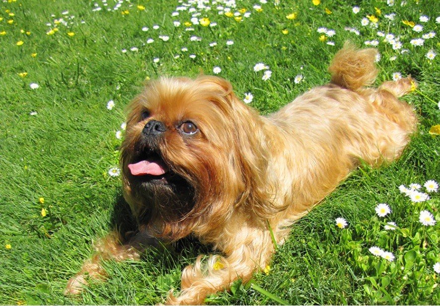dsdog2