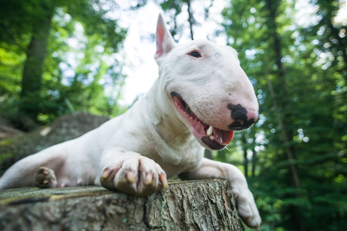 bullterrier erdő