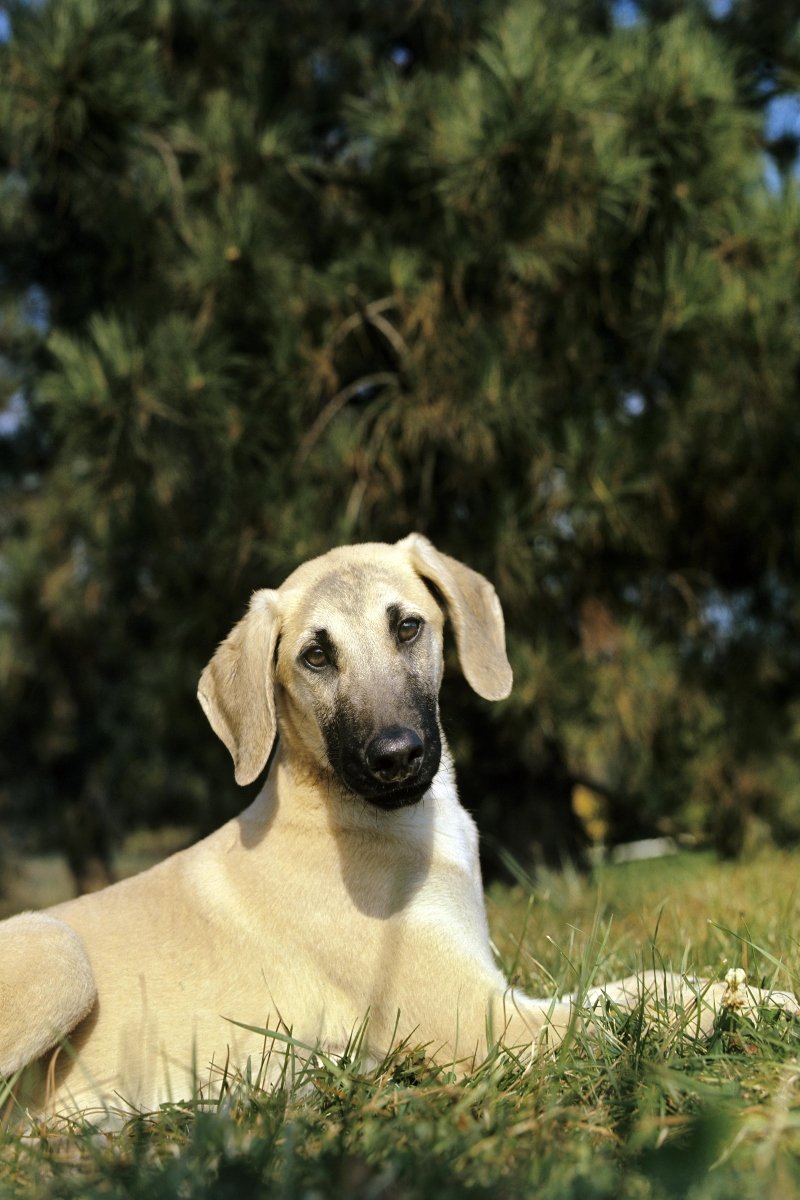 arab agár sloughi