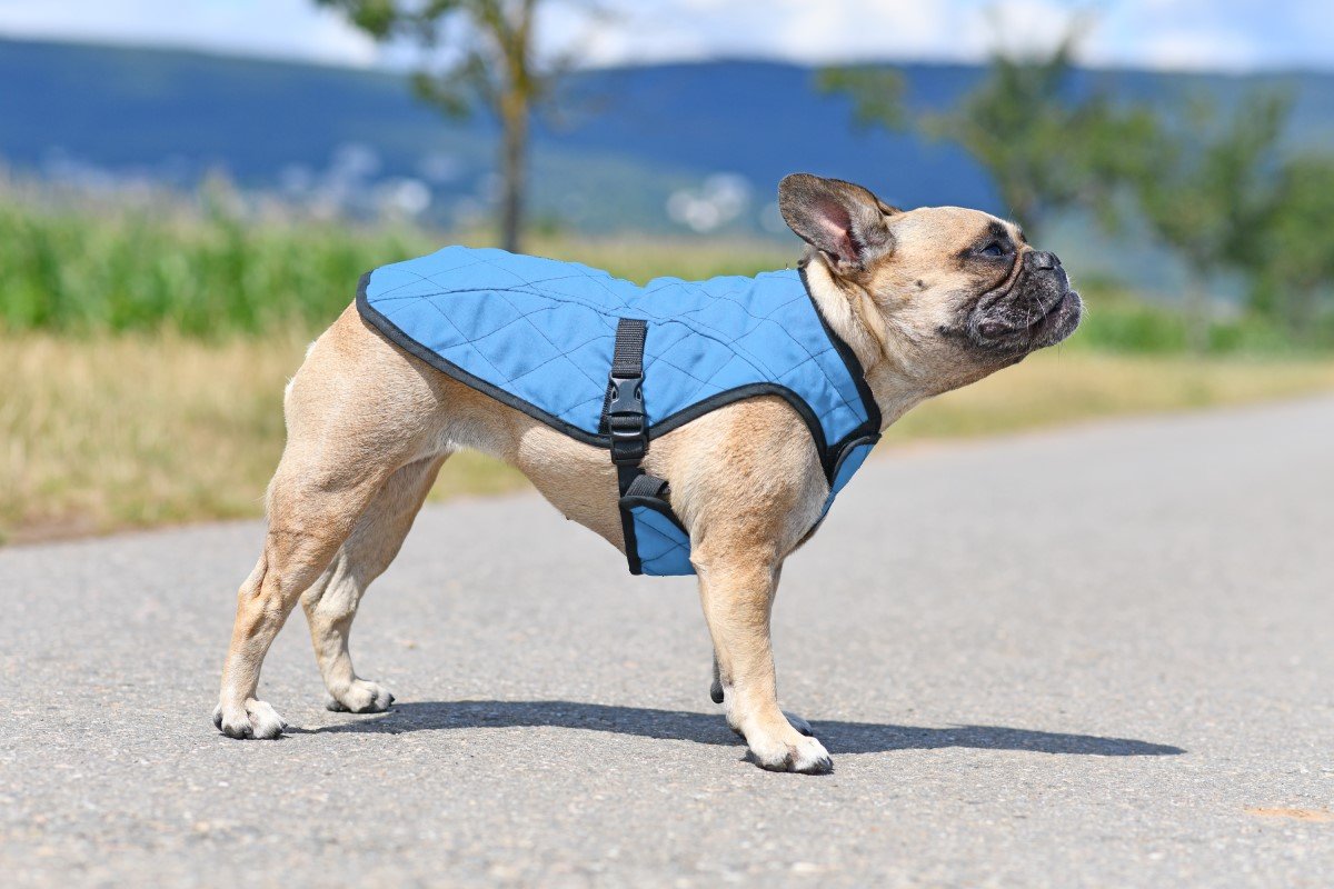 hűtőmellény bulldog