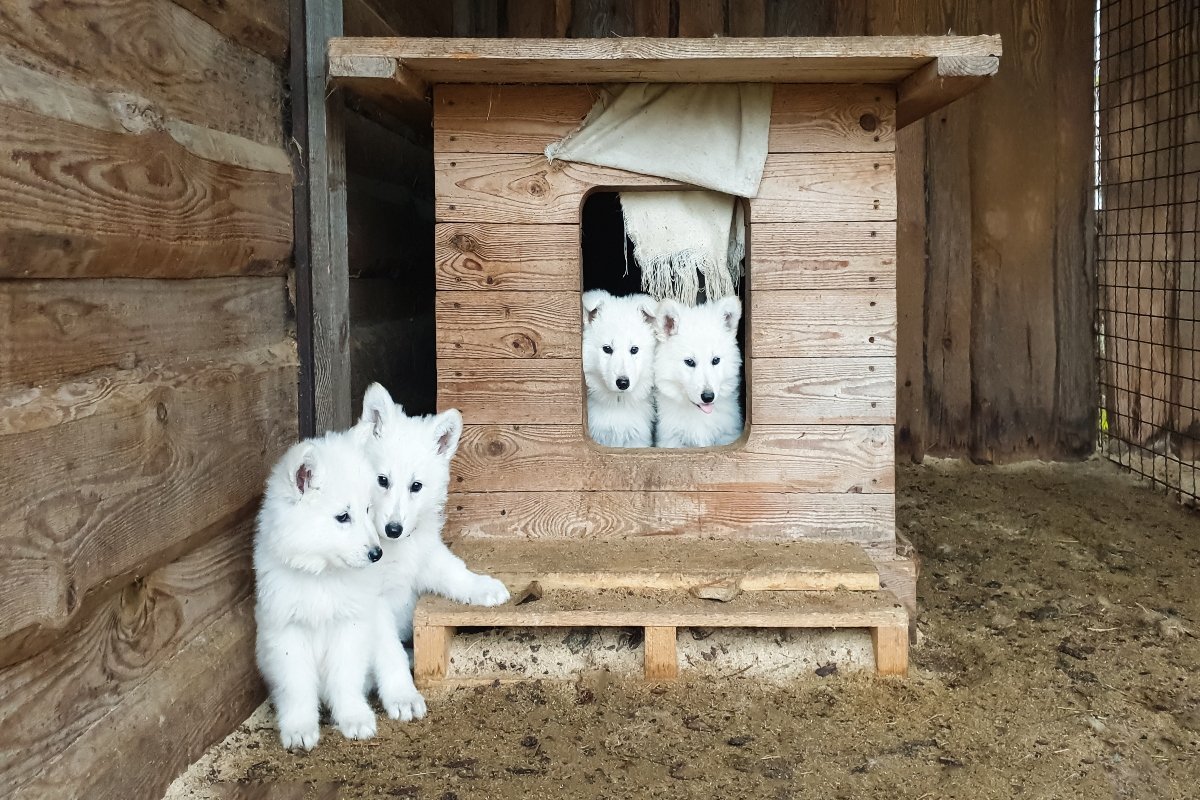 tenyészet kennel