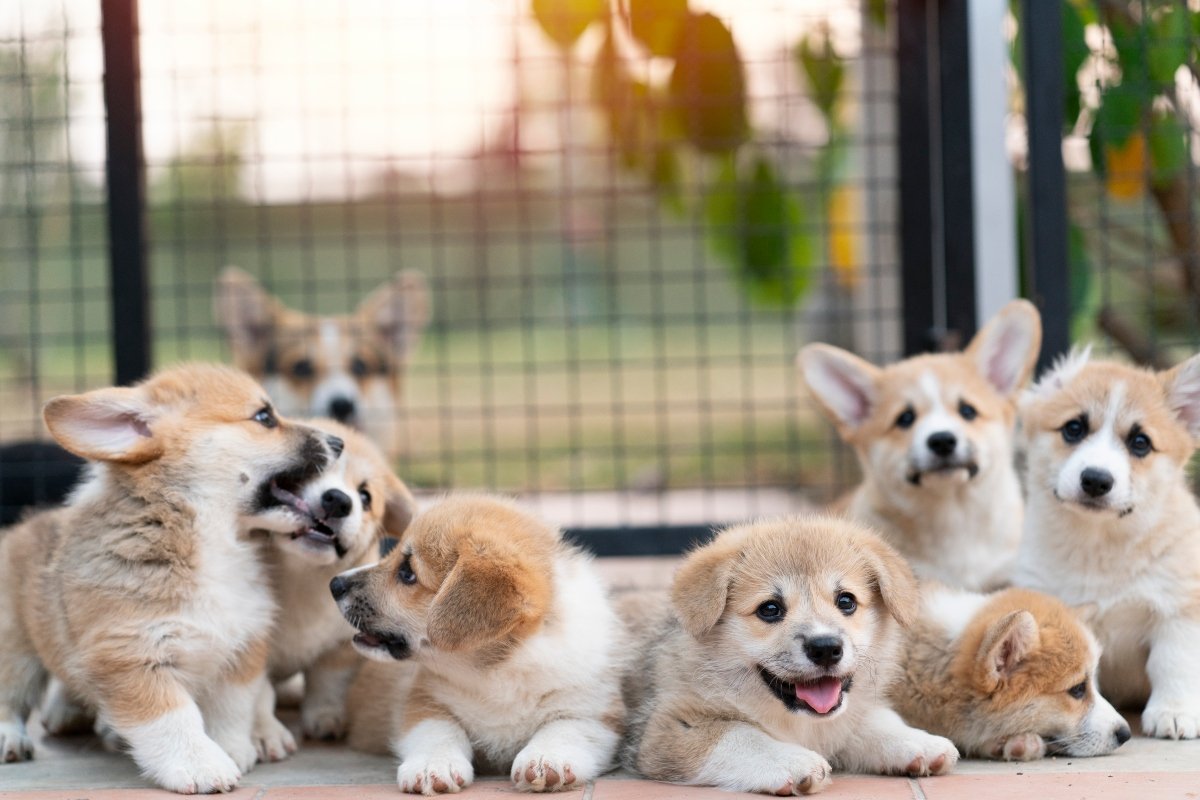 corgi kölykök tenyészet