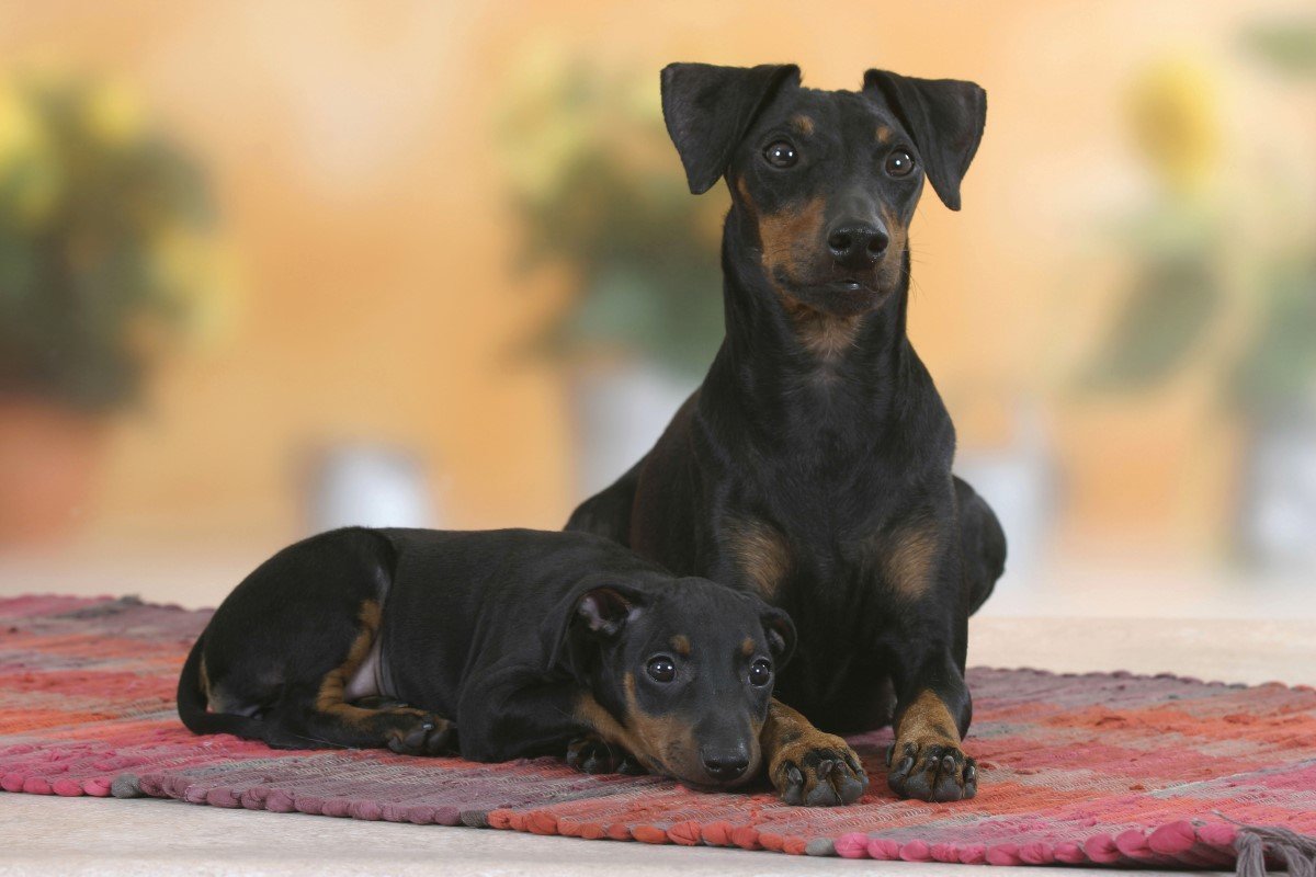 manchester terrier