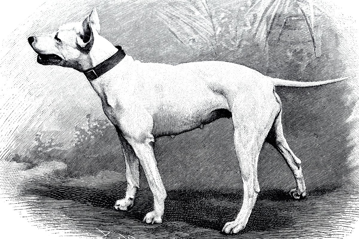 bullterrier régen viktoriánus