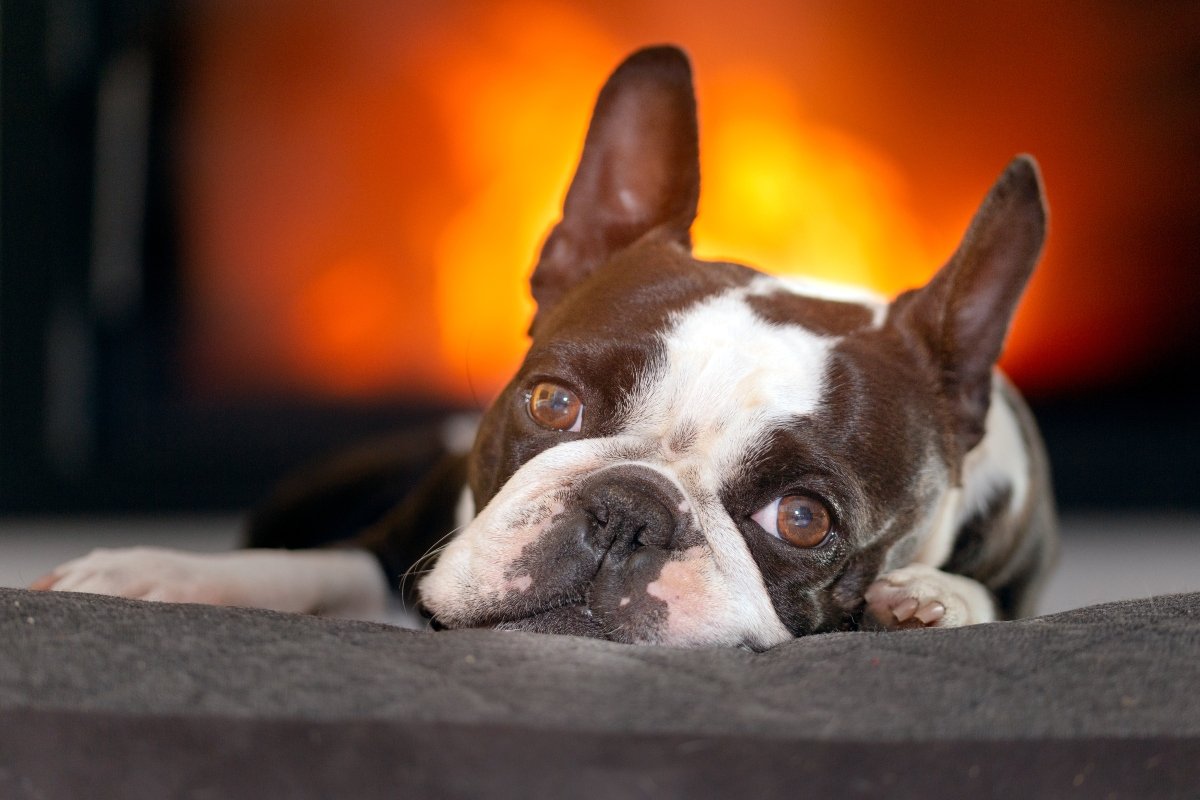 boston terrier haggeryt pötty