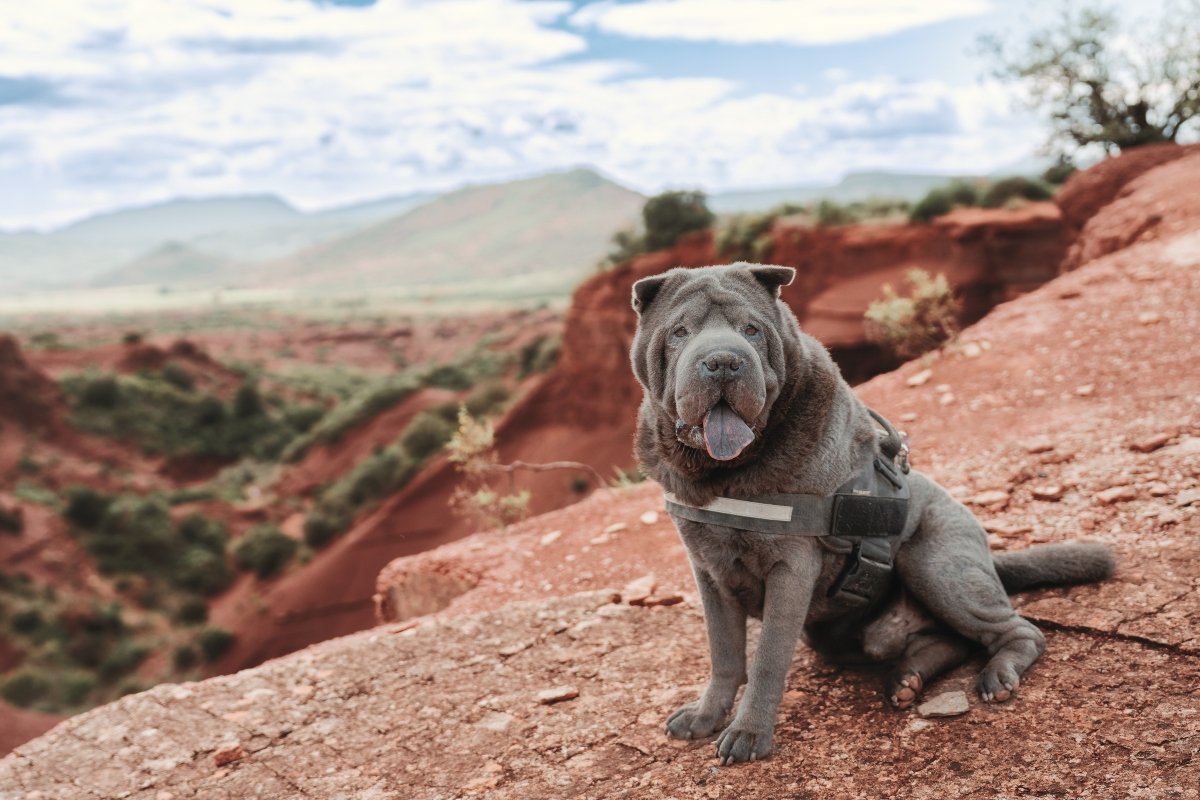shar pei kék nyelv