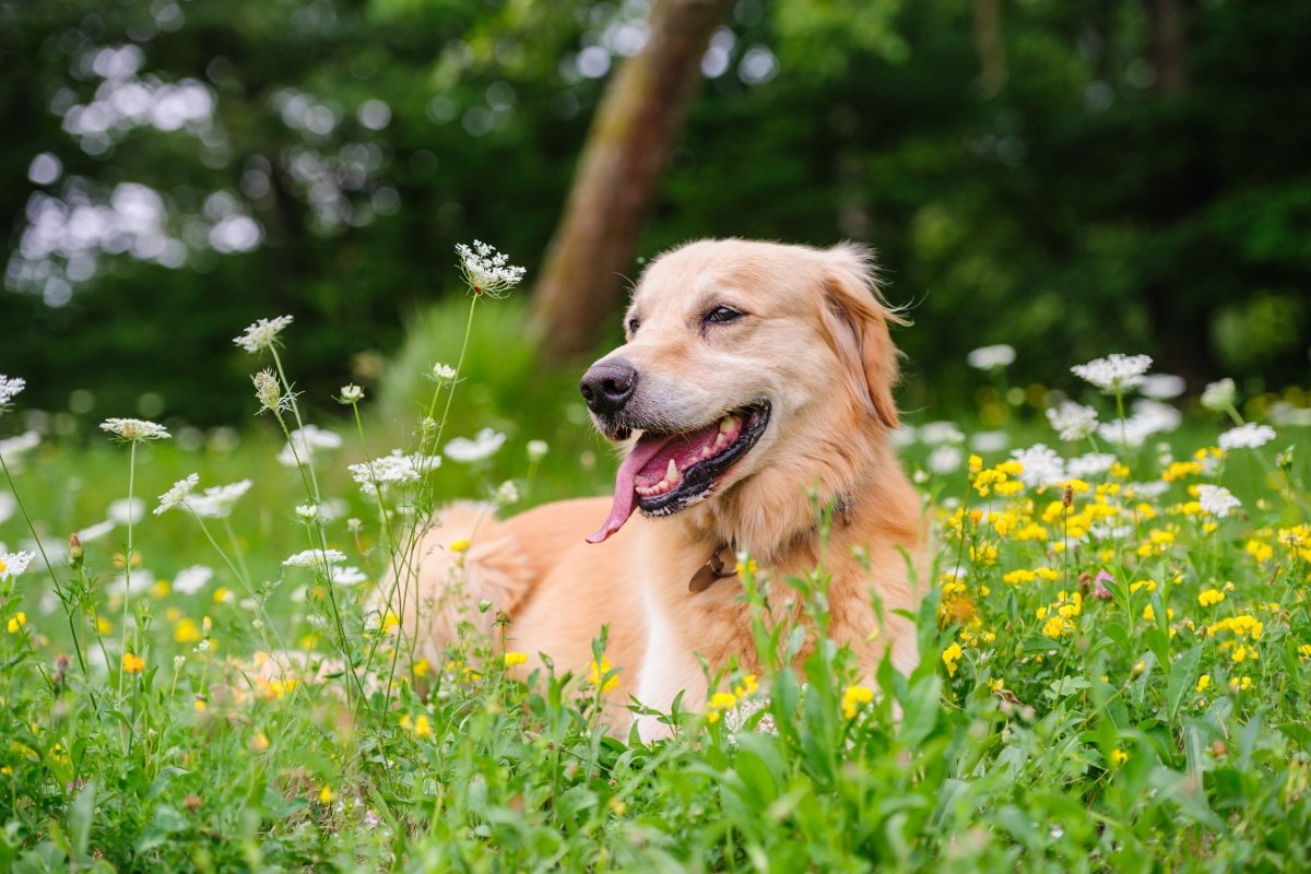 golden retriever virág mező
