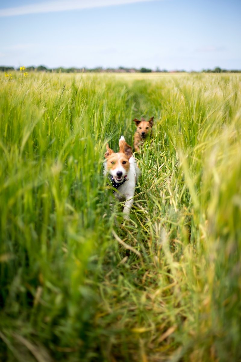 jack russell játék futás mező természet