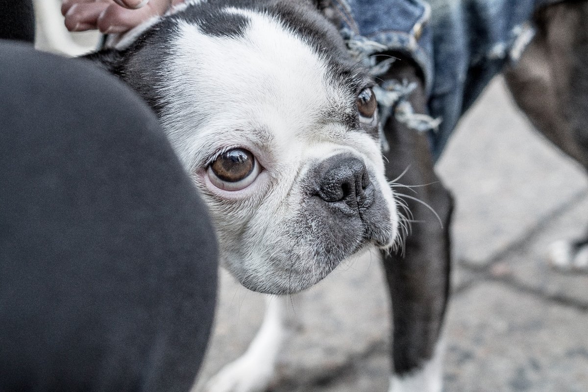boston terrier haggeryt pötty