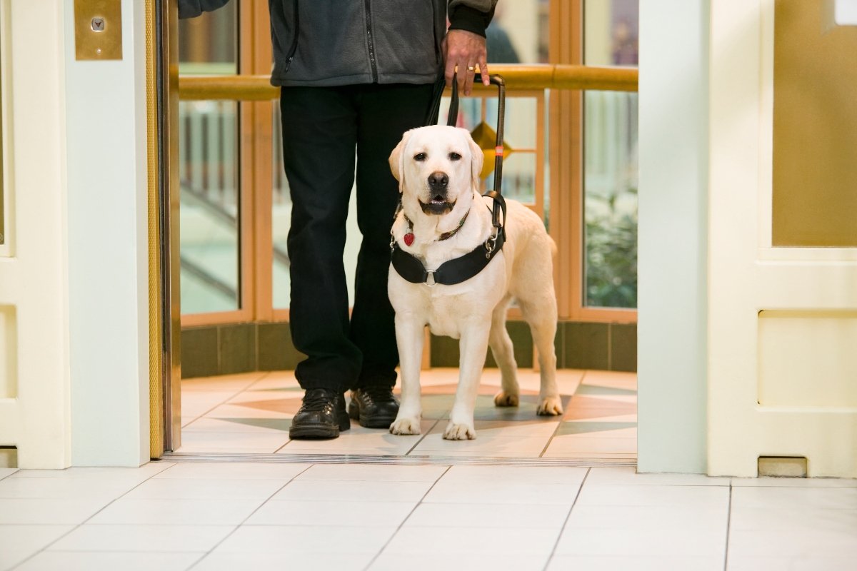 lift labrador segítőkutya