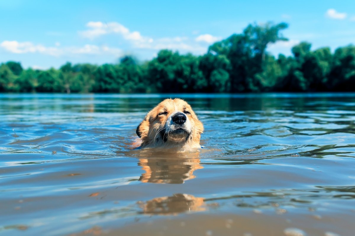 víz tó úszik nyaralás Balaton corgi borító