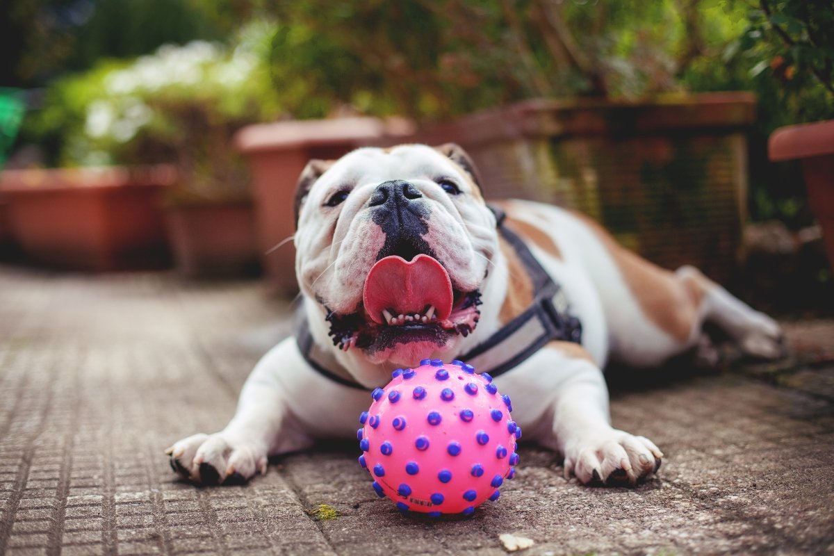 angol bulldog liheg labda játék nyelv meleg borító