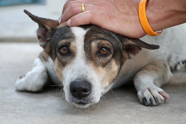 A tűzijáték miatt sok kutya elszökik.