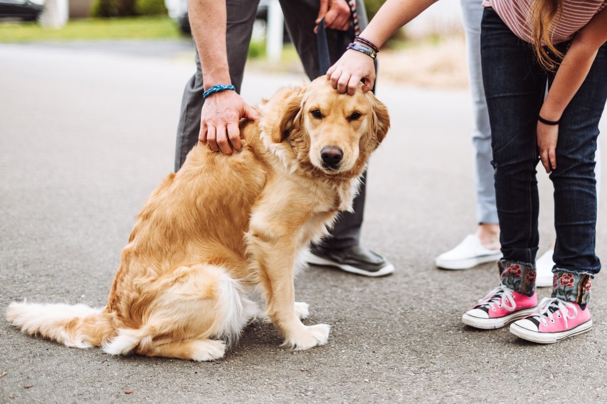 golden retriever simogat