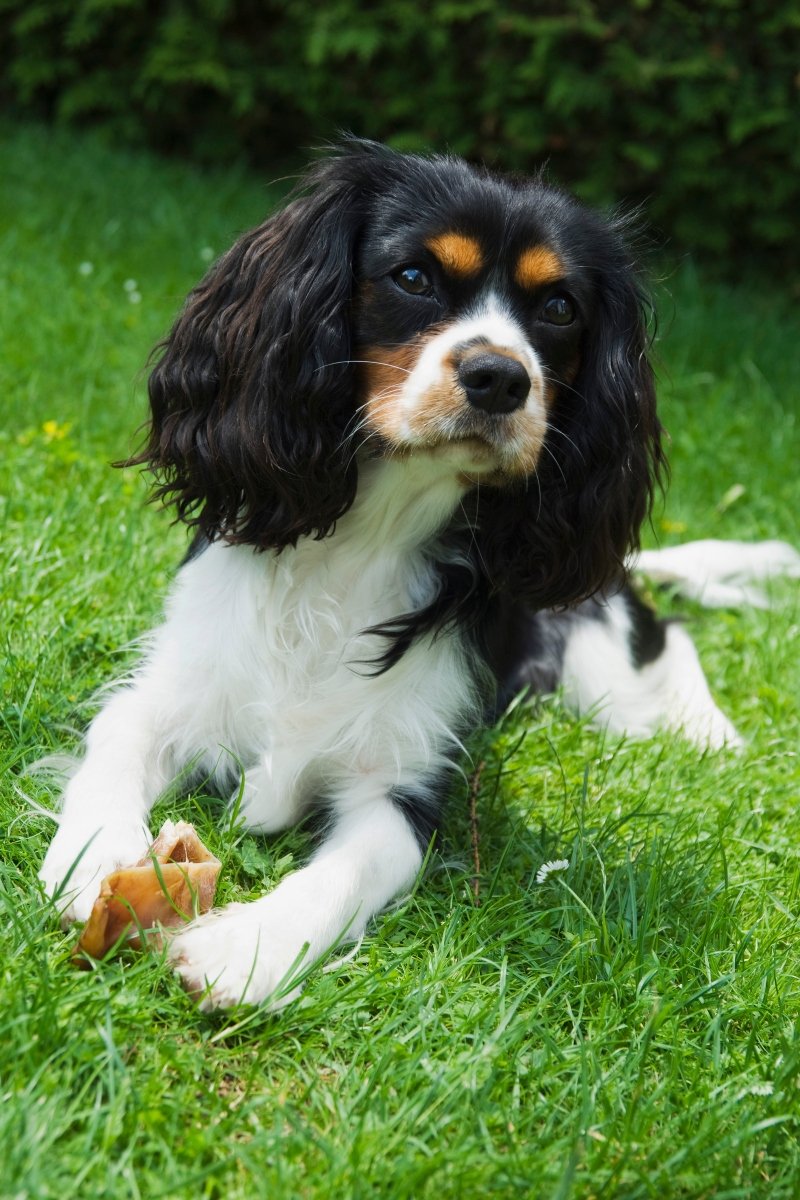 cavalier king charles spániel tavasz virág