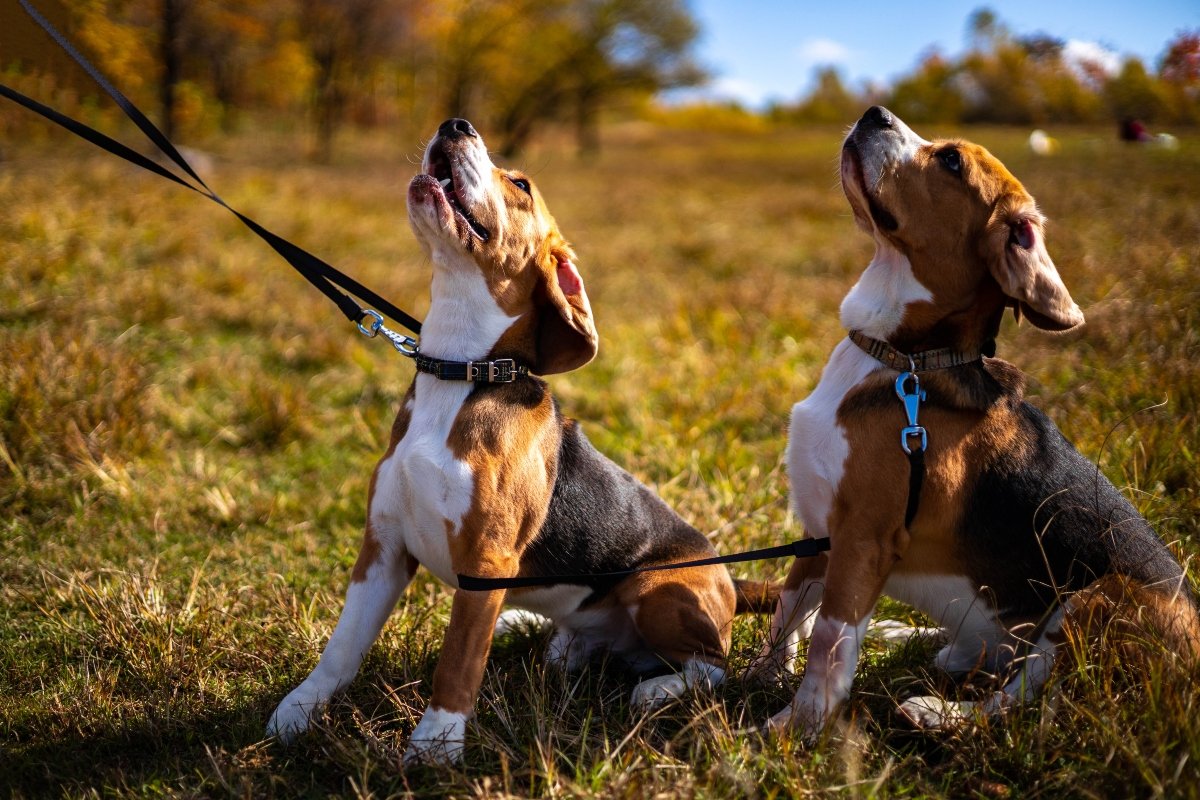 beagle vonyít