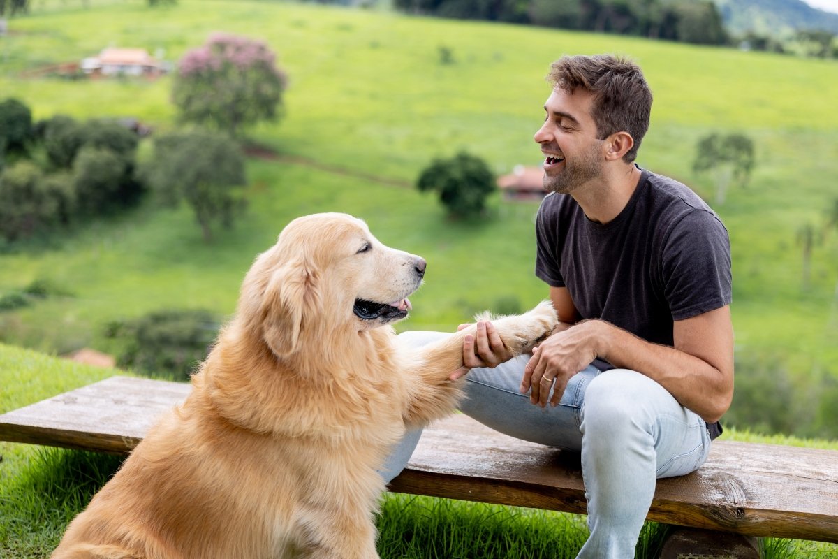 gazdi golden retriever pacsi