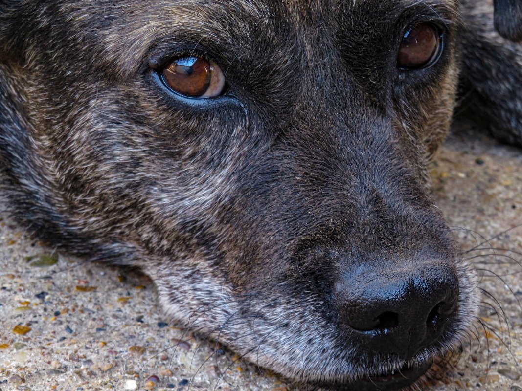Animal - Old dog. labrador retriever macro shot. a