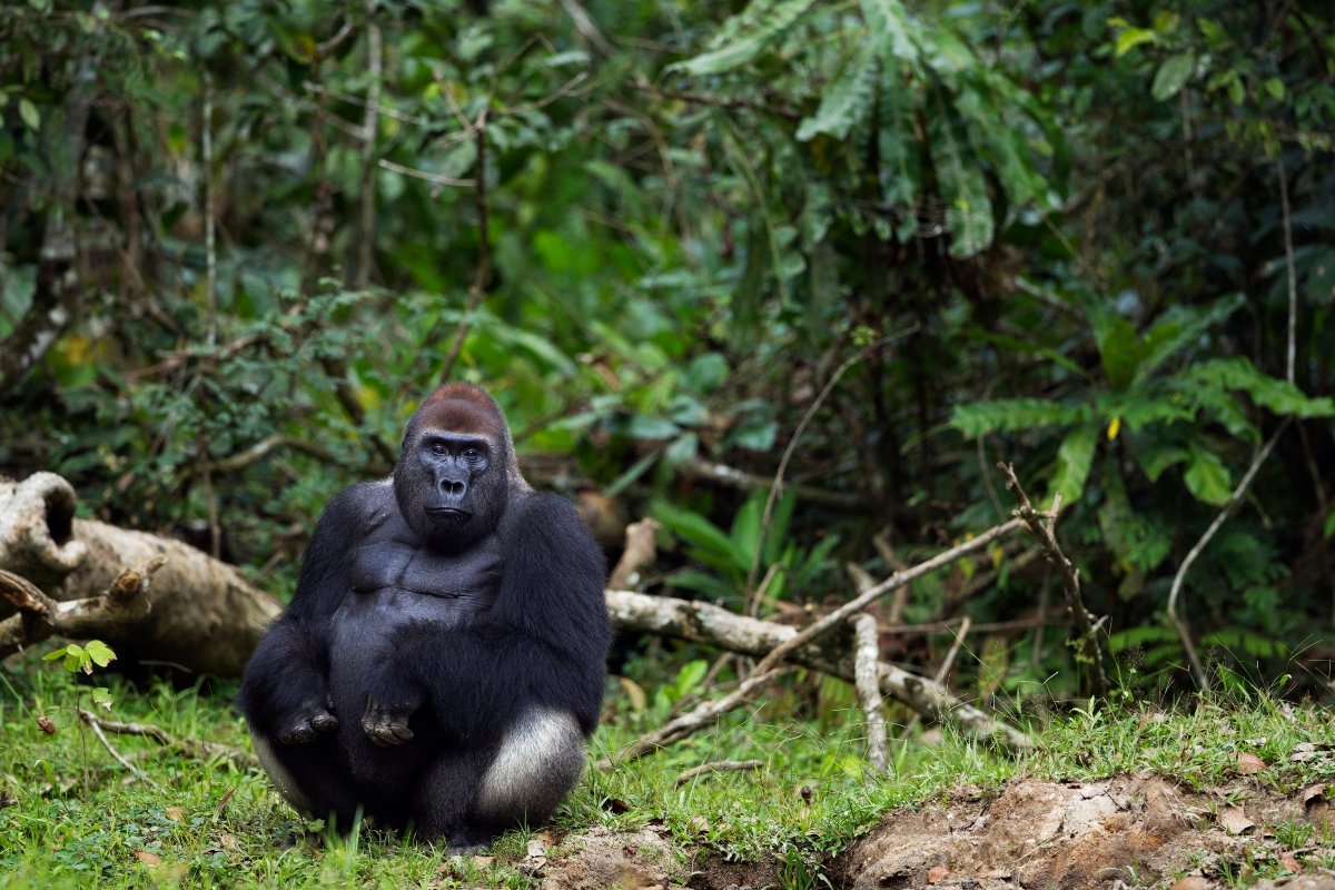 gorilla